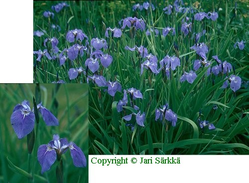  Iris setosa 